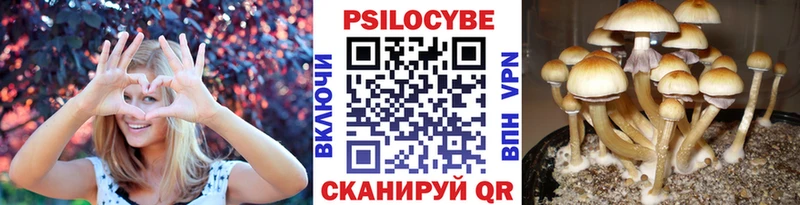Псилоцибиновые грибы Psilocybe  Купить закладки  Поронайск 